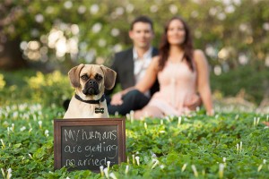 dog-in-engagement-photos - Cópia